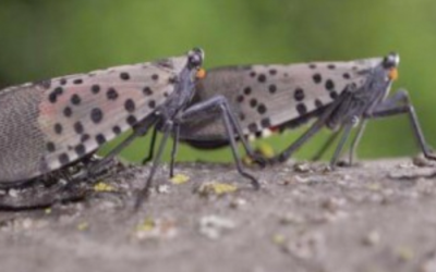 Spotted Lanternfly Permit Requirements and Guidance